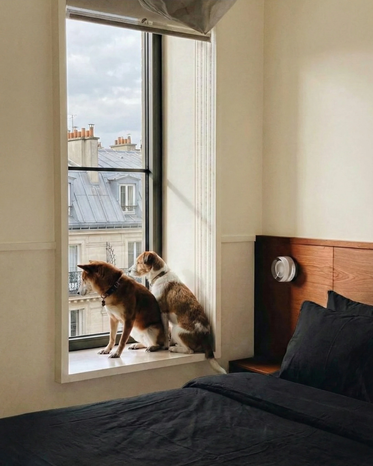 Glass wall sconce HALO No.08 on a bedroom wall beside a walnut headboard, two dogs sitting at the window